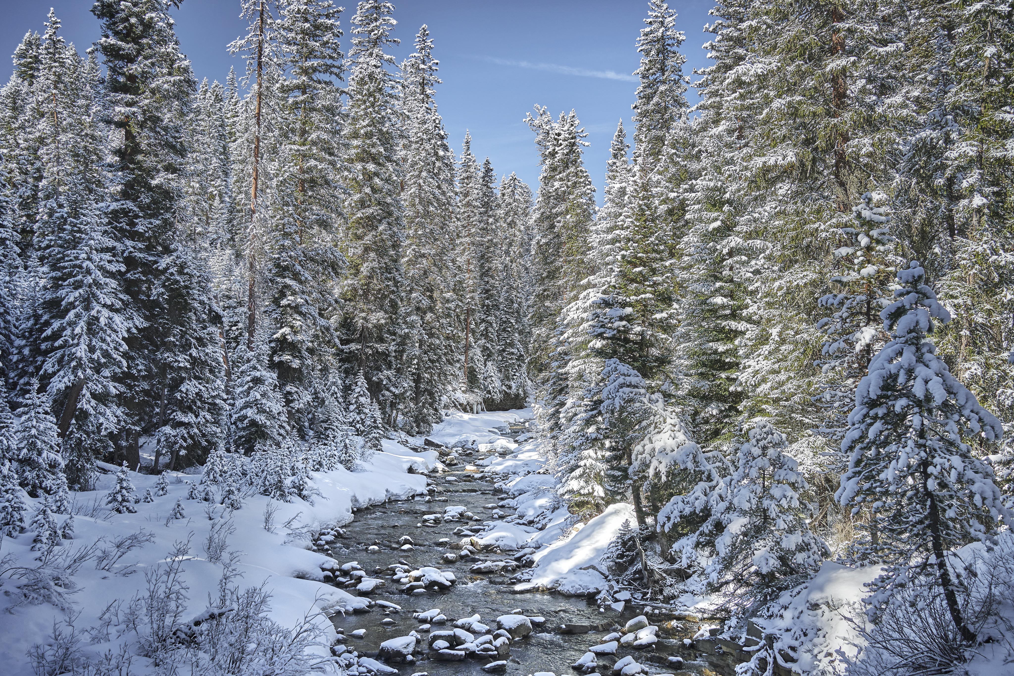 Snow covered trees lining rushing Gallatin river