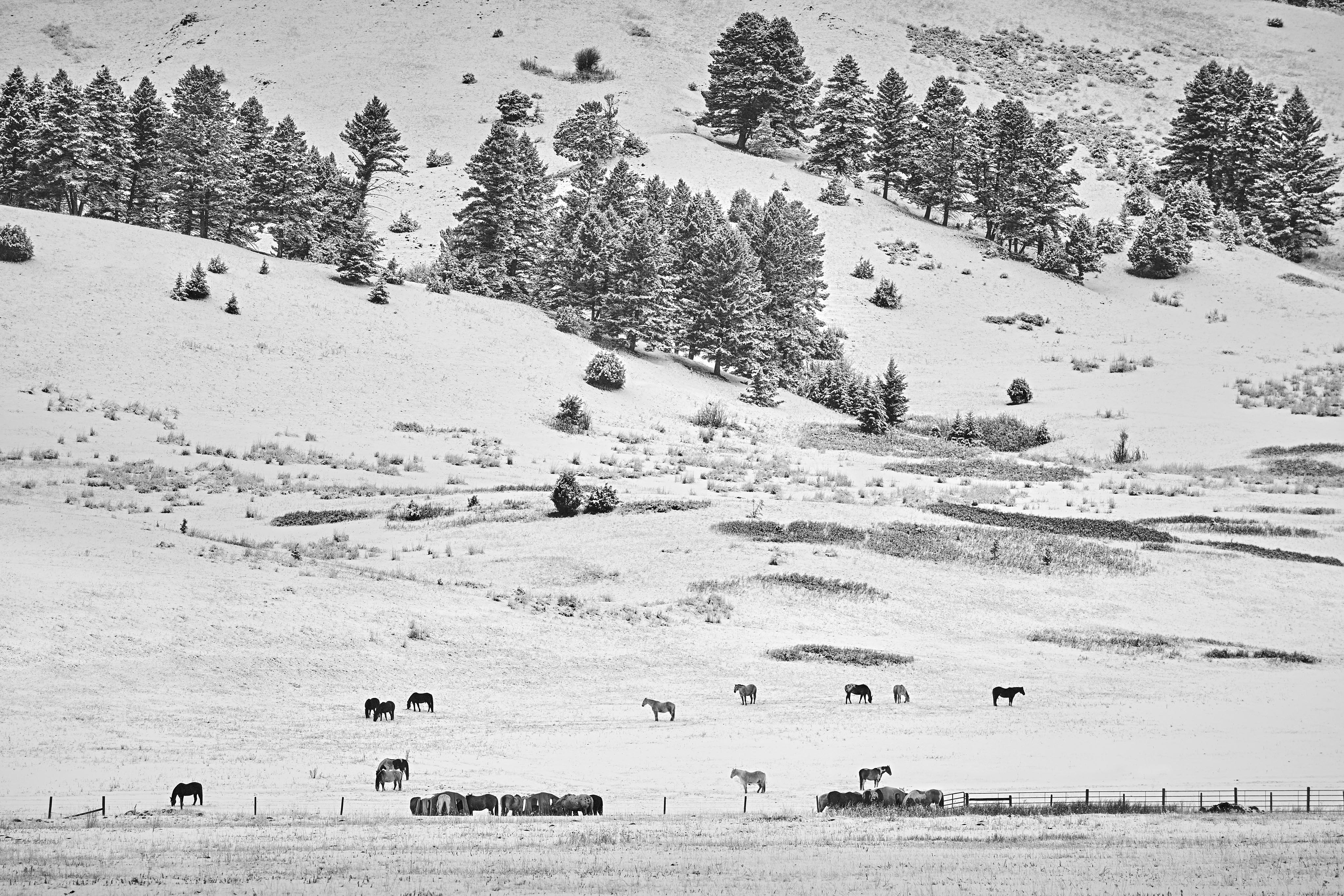 winter snow covered plains Buffalo Big Sky Montana, black and white