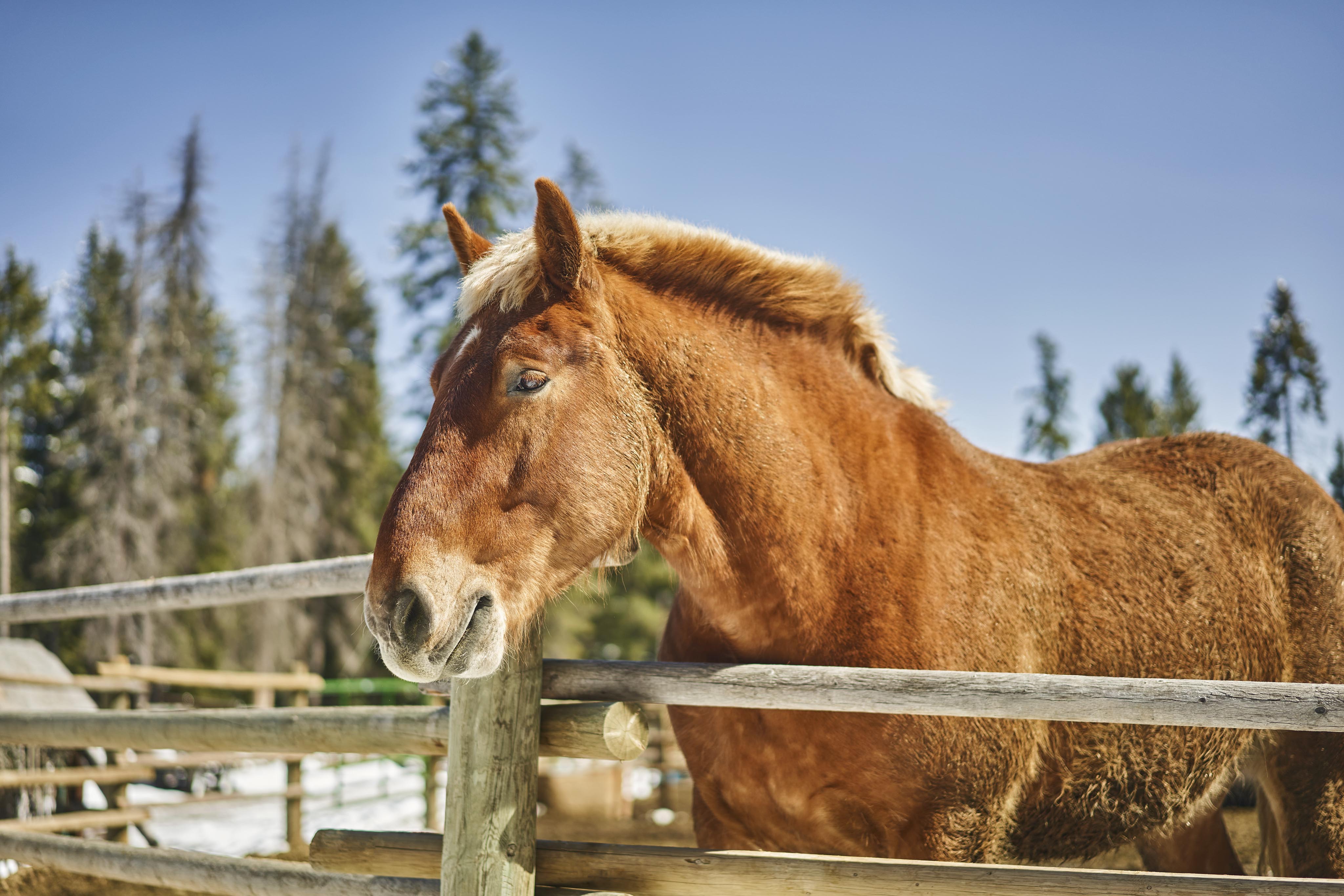 Outdoor stable brown horse profile, winter trees behind