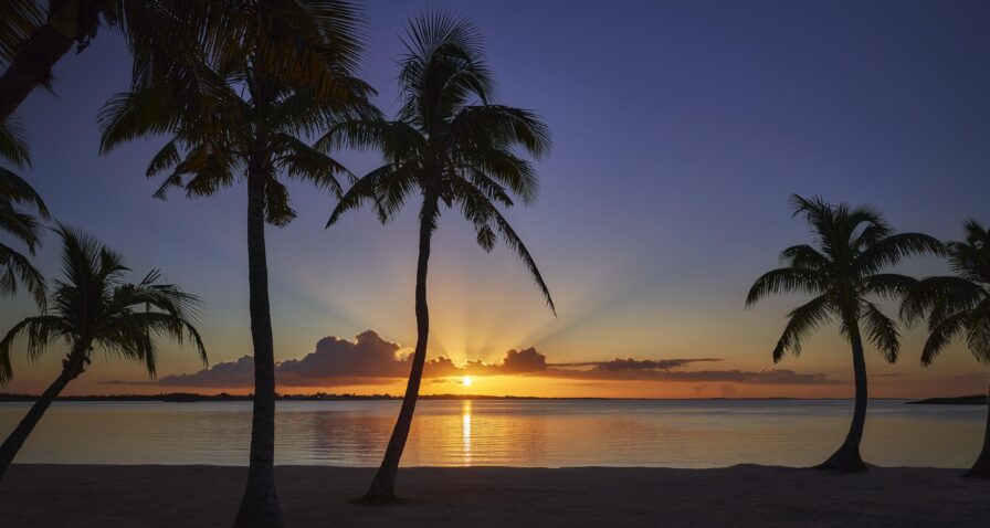 Silhouetted palm trees by a beach at sunrise, with a calm sea and a clear sky with scattered clouds in the background.
