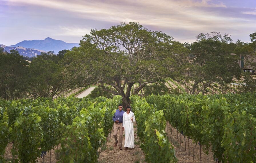 A couple walks joyously side by side in a vineyard, surrounded by lush grapevines, with a large tree and mountain landscape in the background under a colorful Healdsburg California sky at dusk.
