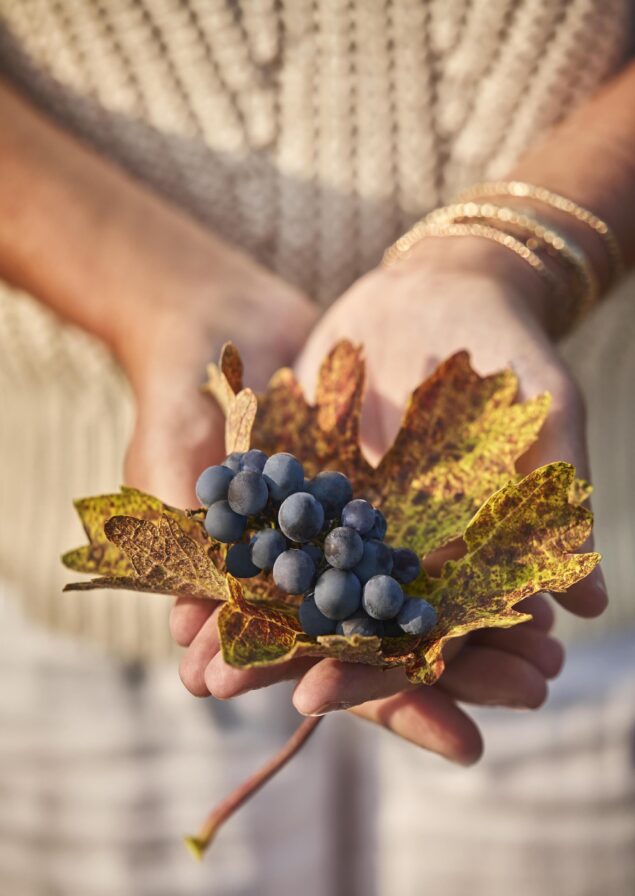 Hands holding a bunch of dark grapes resting on autumnal leaves, with a blurred background.