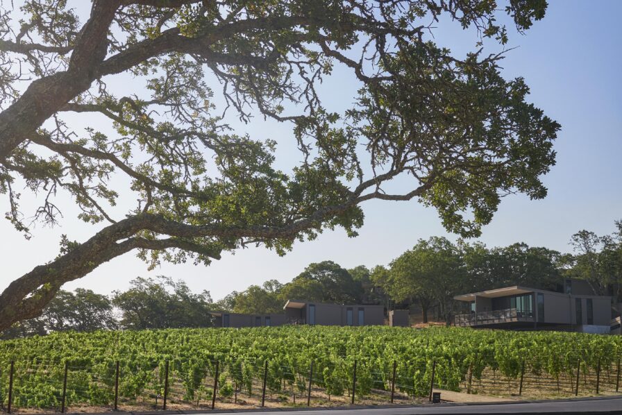 A vineyard with lush green grapevines is in the foreground, with modern buildings in the background under a large branchy tree on a clear day.
