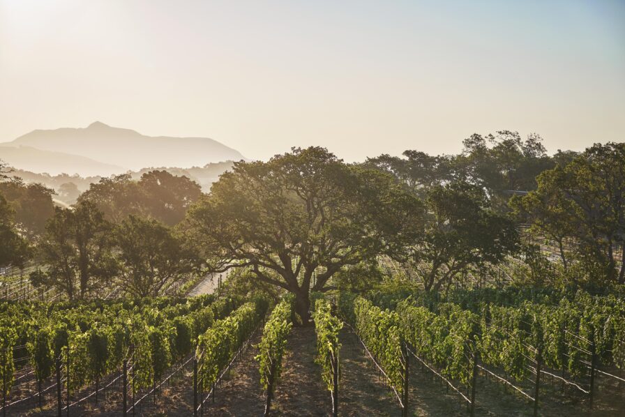 Vineyard at sunrise with rows of grapevines, large tree in the center, and hazy hills in the background.