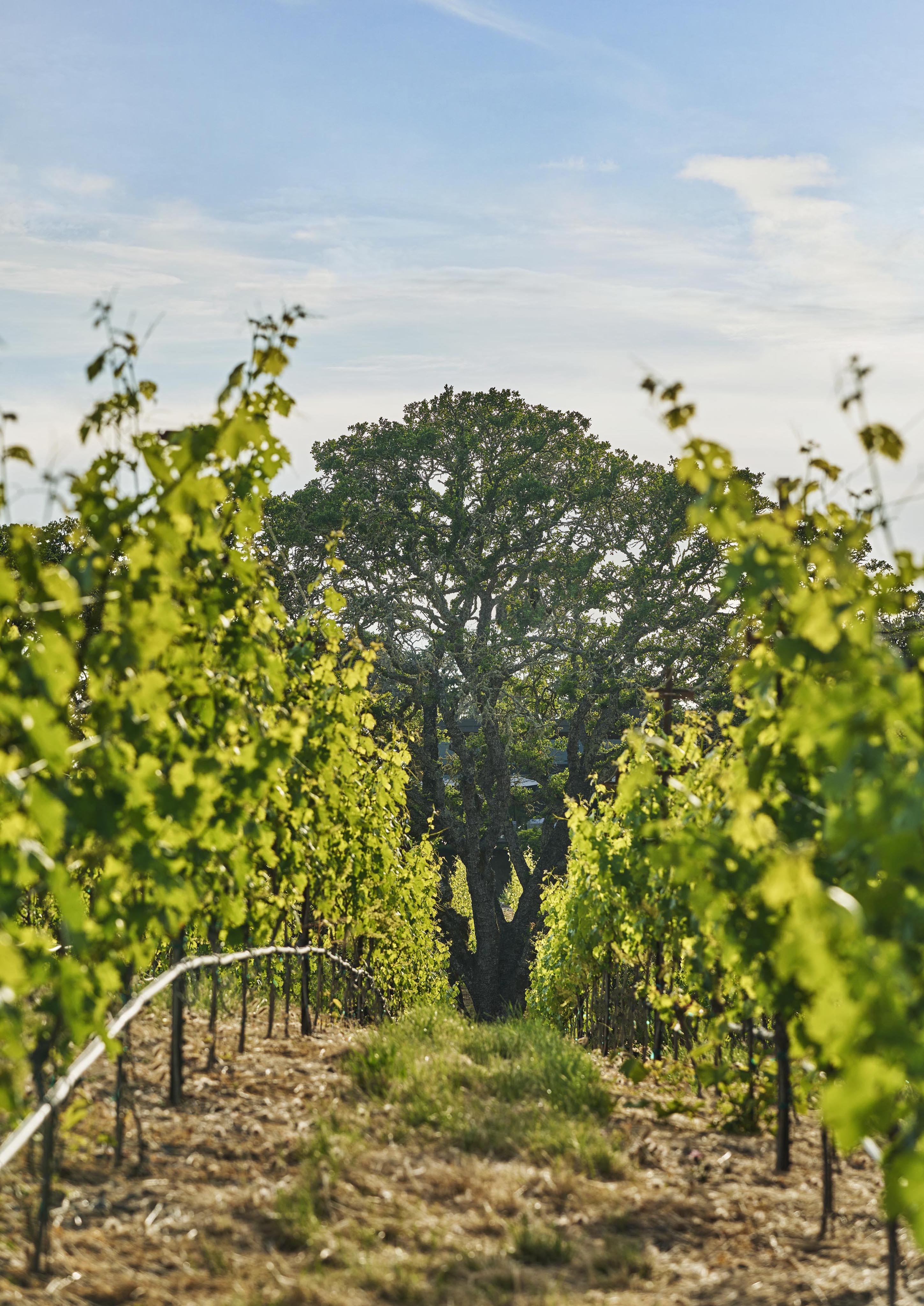 A vineyard with rows of grapevines leading to a large tree under a blue sky.