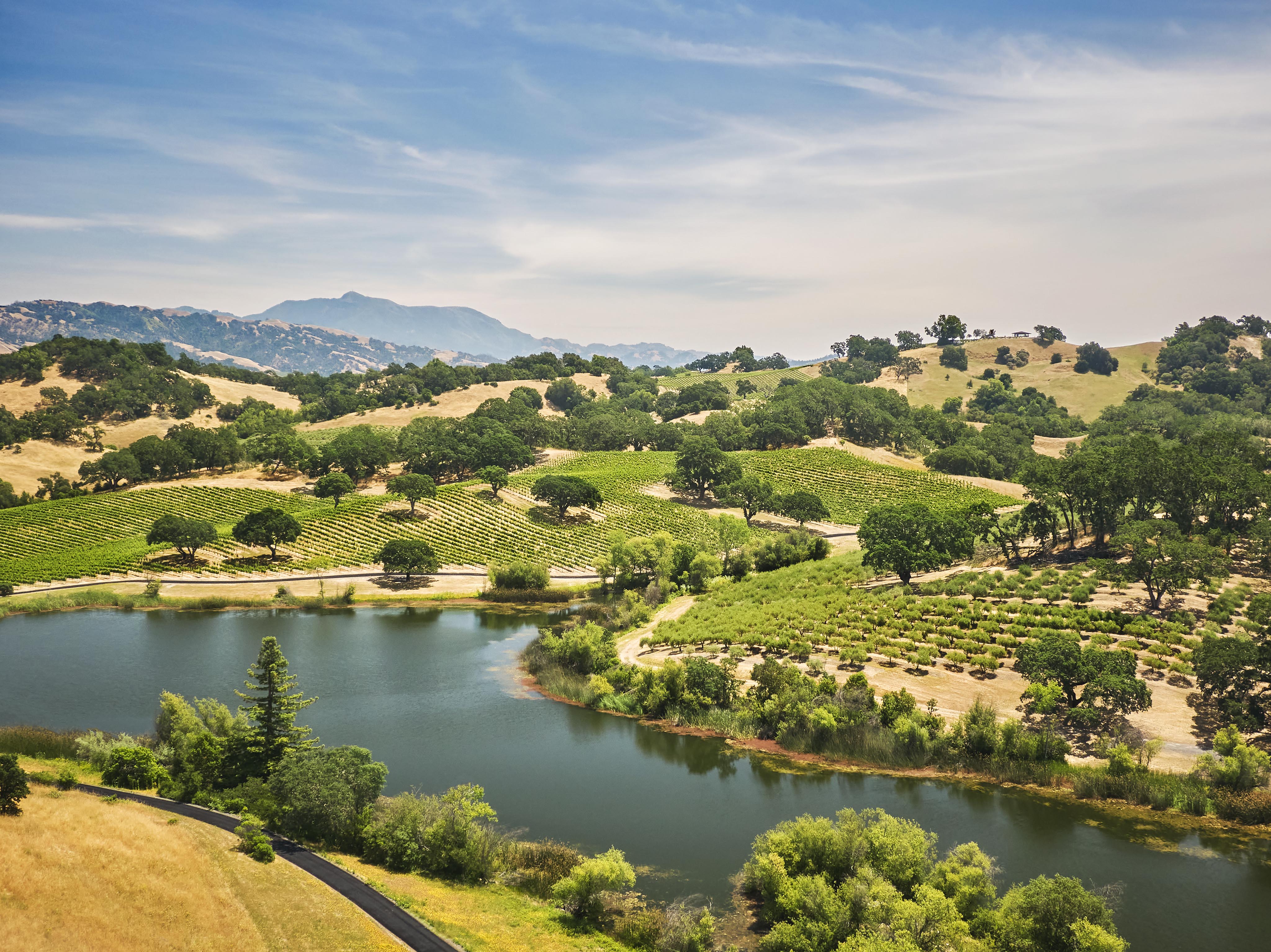 Vineyard landscape with rolling hills, green vines, trees, and a lake under a clear blue sky.