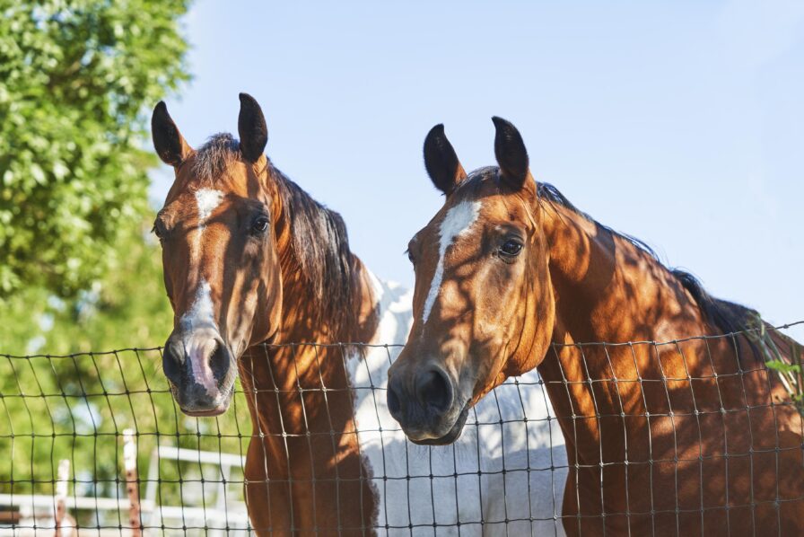 Two brown horses with white markings stand behind a wire fence, surrounded by greenery under a clear blue sky.