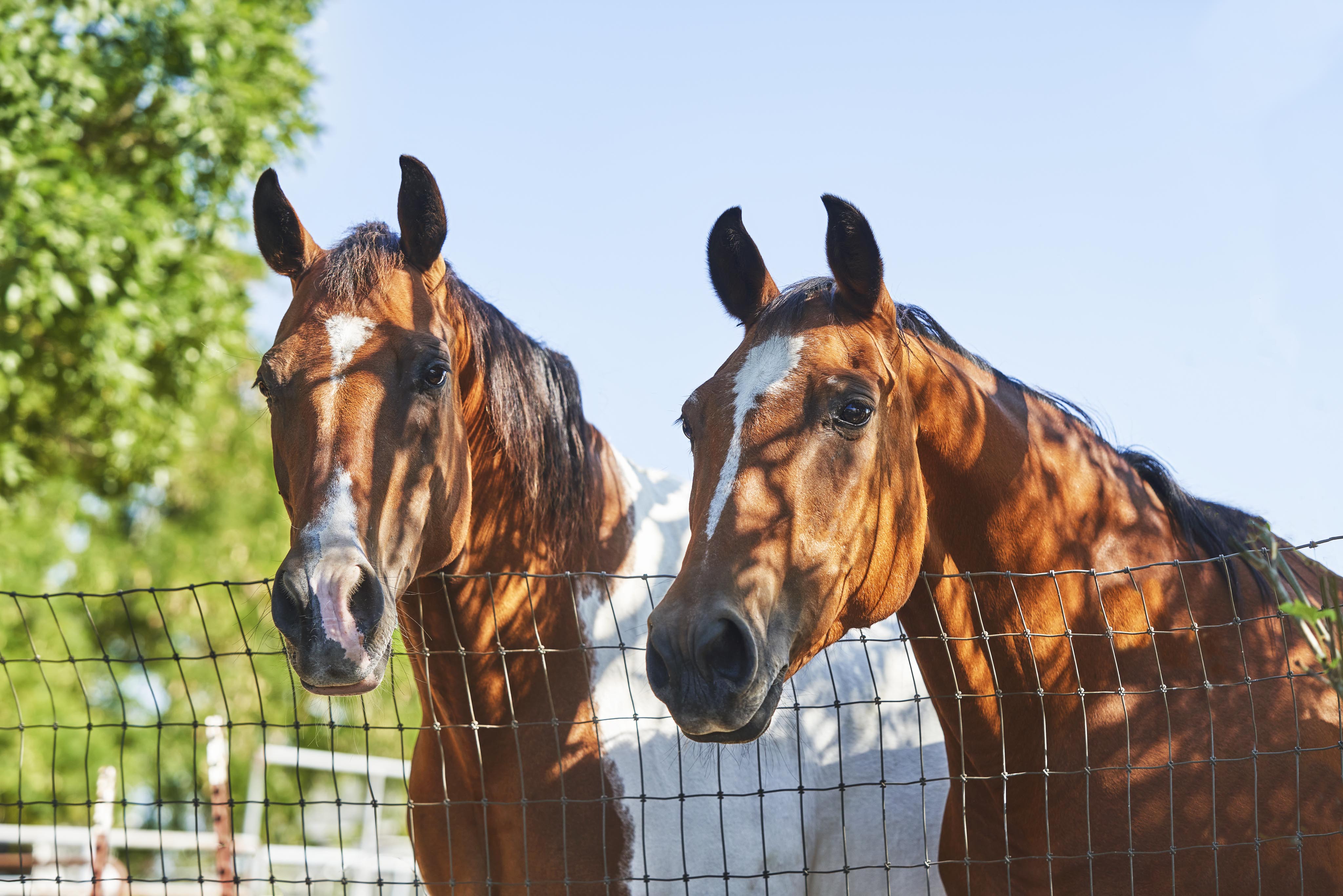 Two brown horses with white markings stand behind a wire fence, surrounded by greenery under a clear blue sky.