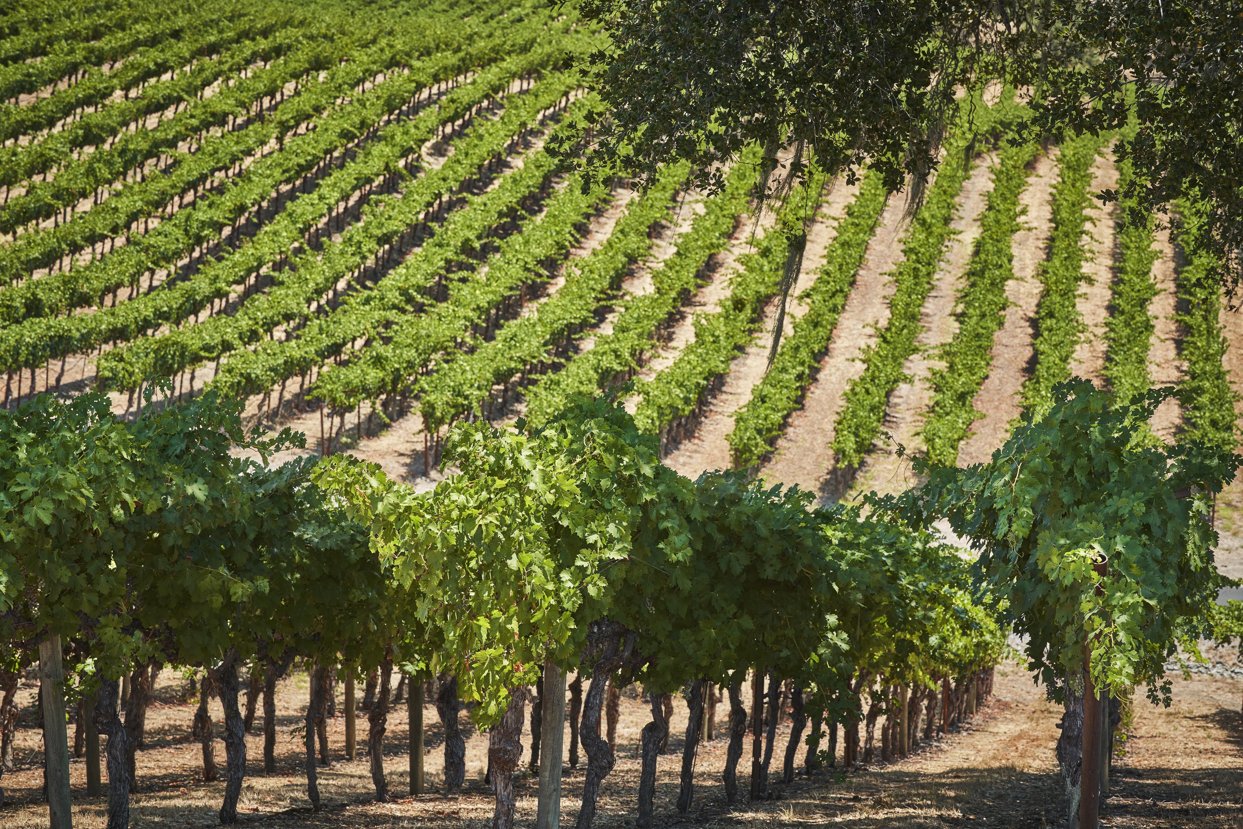 Rows of grapevines in a vineyard with lush green leaves under a clear sky.
