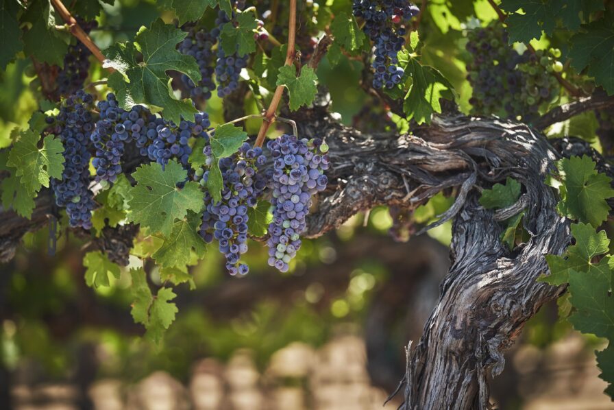 Clusters of purple grapes hanging from vine branches with green leaves in a vineyard.