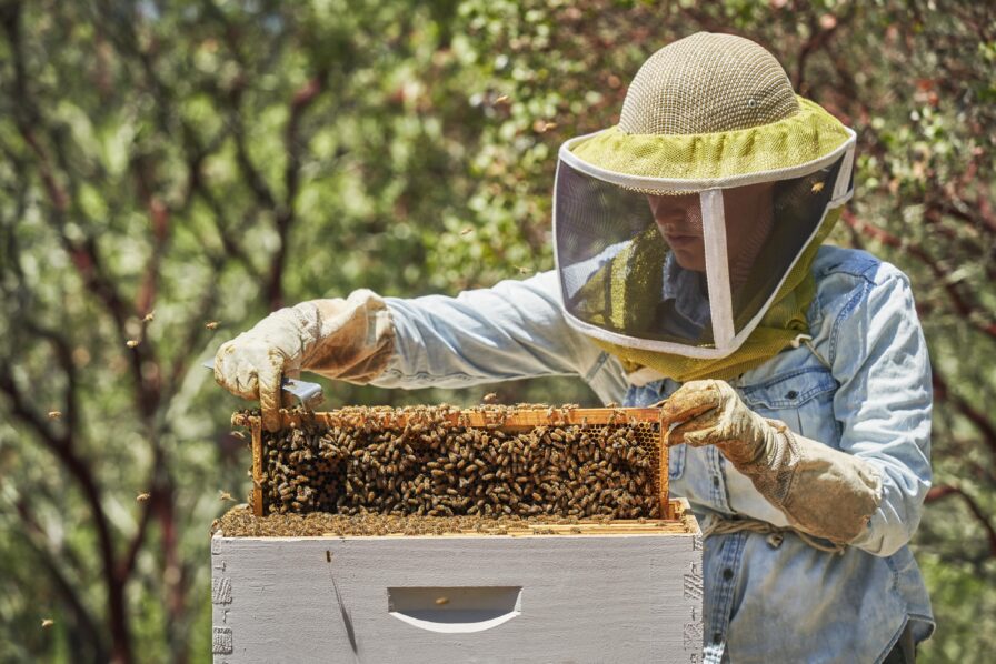A beekeeper wearing protective gear inspects a wooden frame covered with bees, standing next to a white beehive in a wooded area.