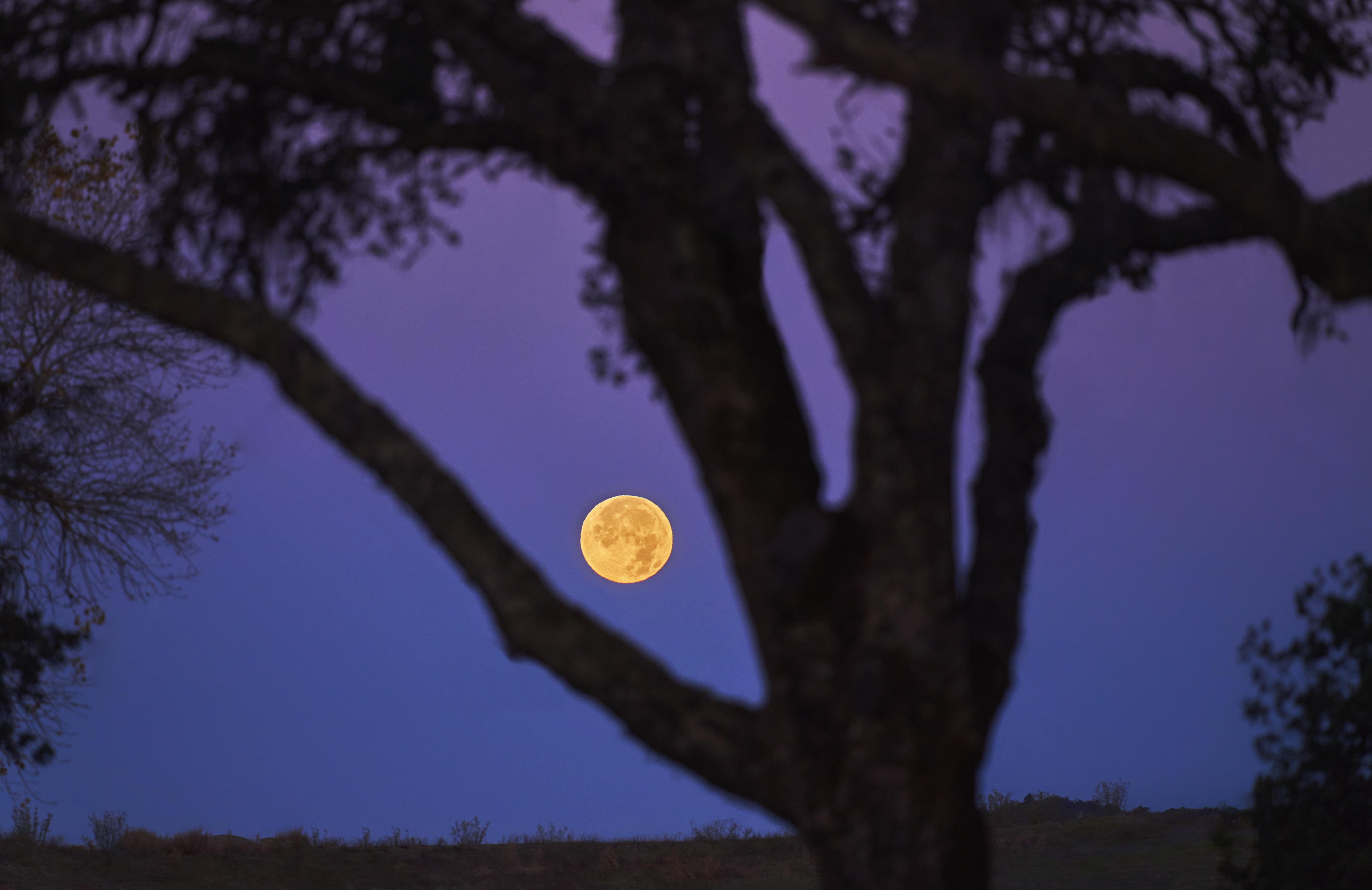 Full moon rising in a purple sky, partially framed by the silhouette of tree branches in the foreground.