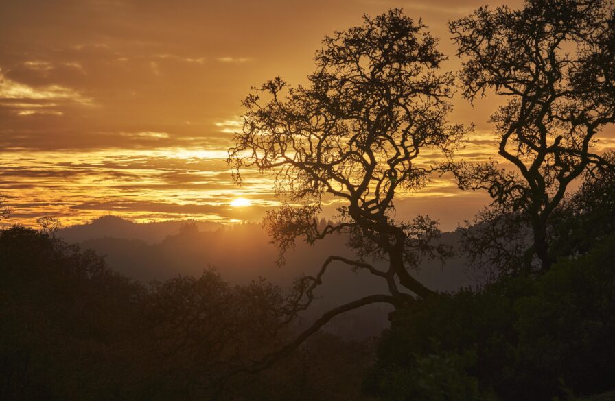 Sunset over a landscape with silhouetted trees and a cloudy sky.