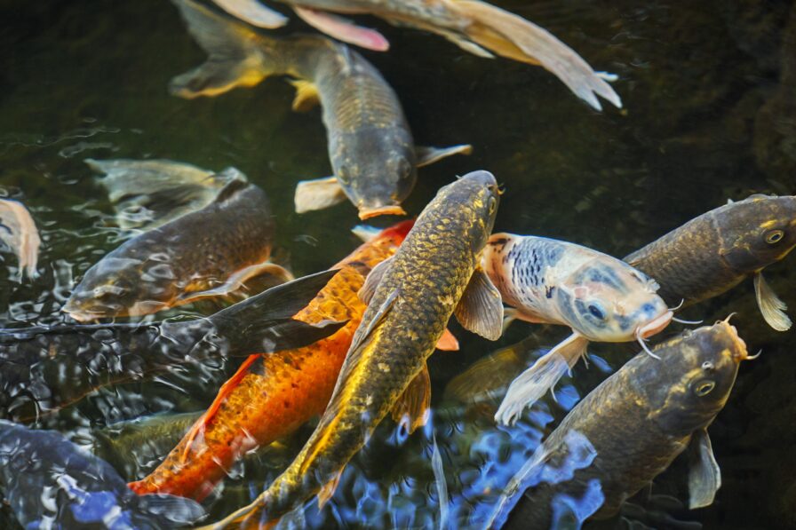 A group of koi fish swim in a pond, showcasing various colors and patterns, including orange, white, and gold.