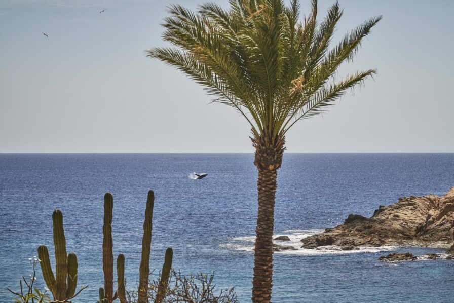 Bahia Santa Maria views of ocean, palms and rock formations surrounding