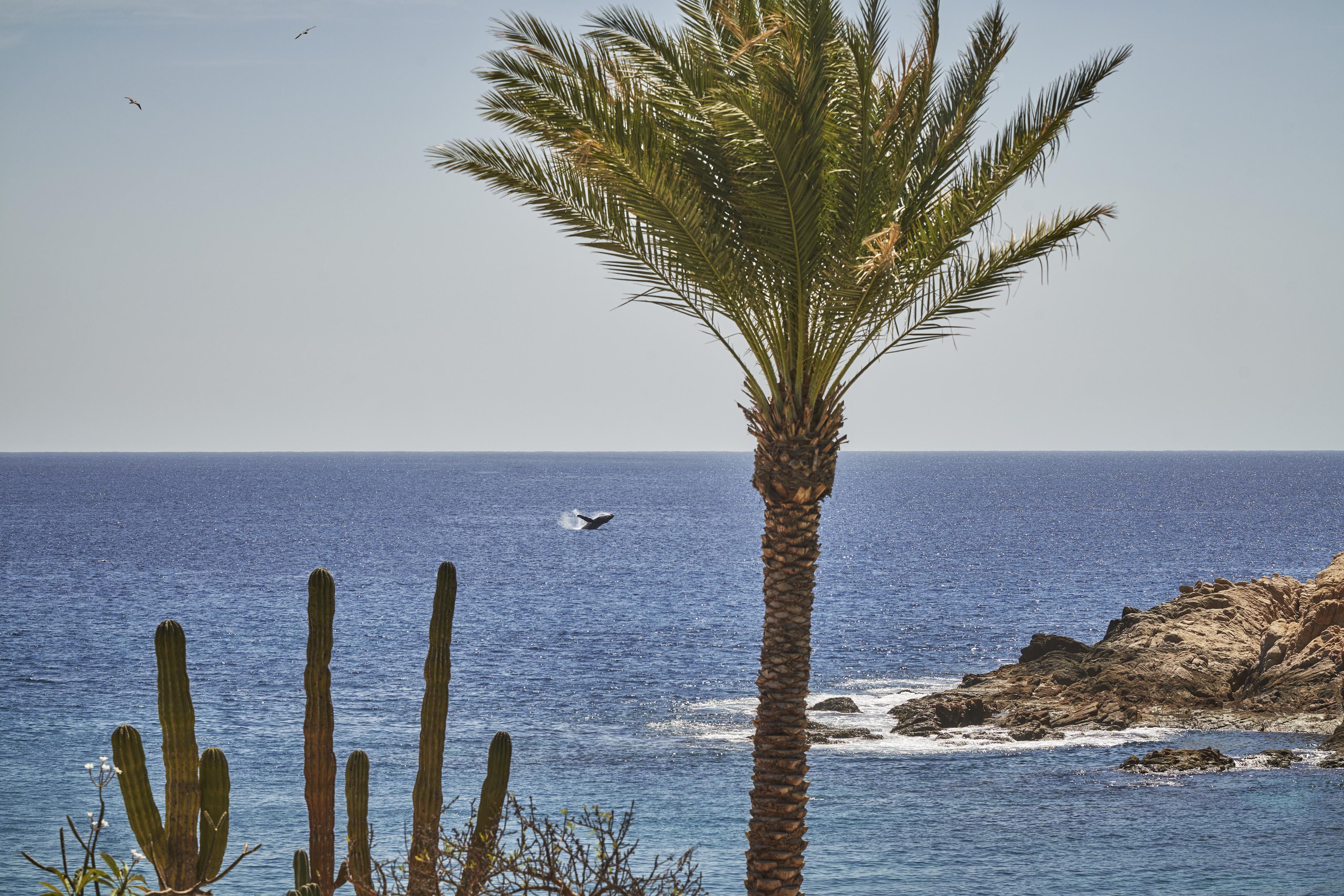 Bahia Santa Maria views of ocean, palms and rock formations surrounding